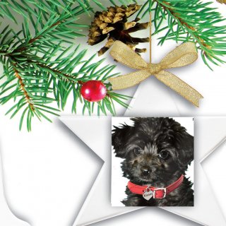 MSPCA Holiday Tree Campaign